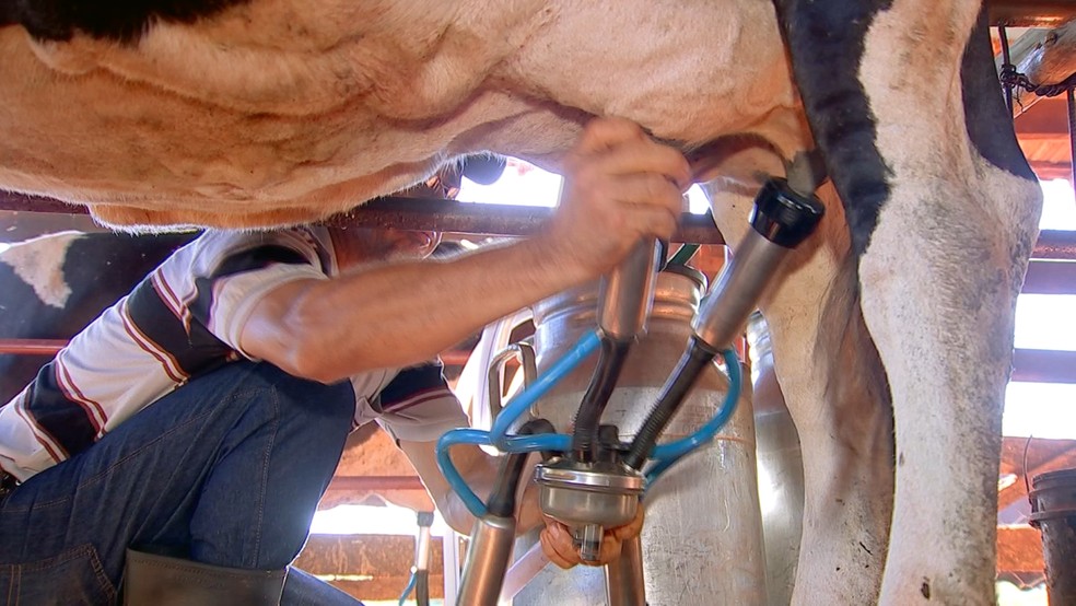 COMO TIRAR LEITE DE VACA 