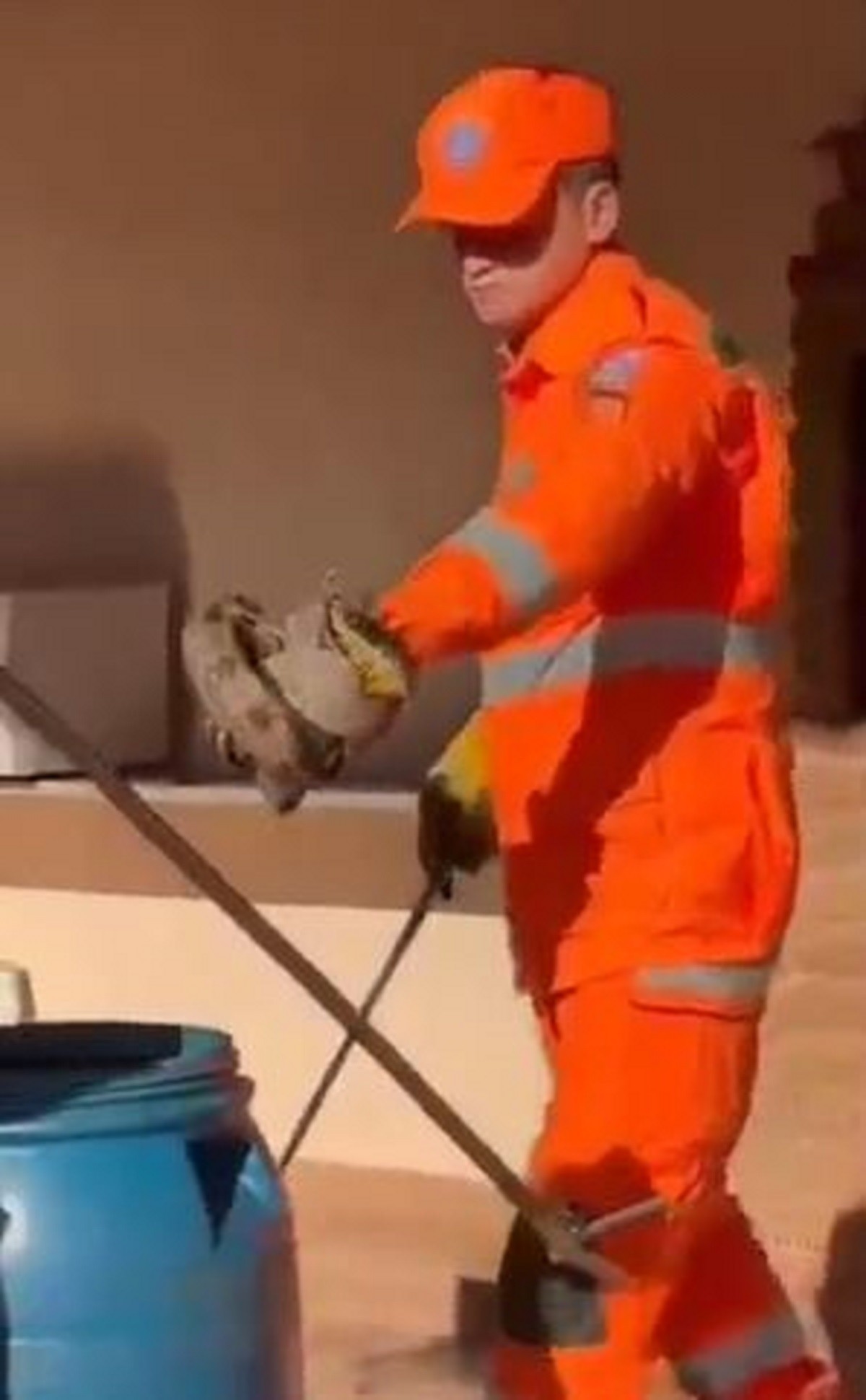 Jiboia se enrola no braço de bombeiro durante captura e cena viraliza na internet; VÍDEO