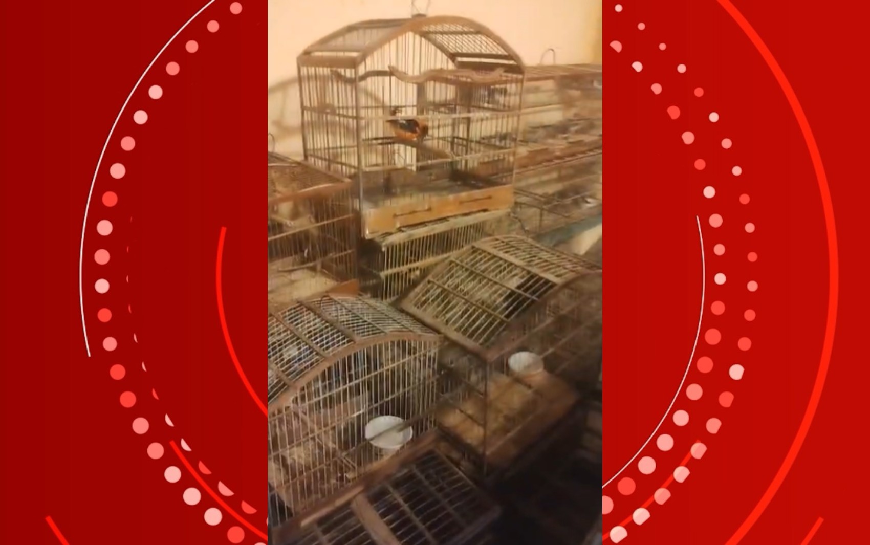 VÍDEO: mais de 330 animais silvestres são resgatados durante operação no interior da Bahia