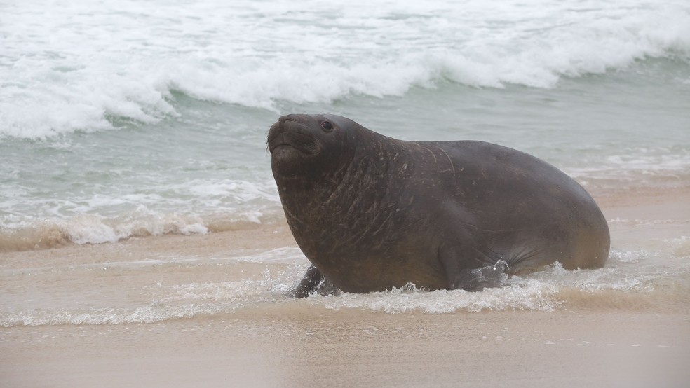 Elefante-marinho na Praia de São Conrado, na Zona Sul do Rio — Foto: Dilson Silva/ AgNews