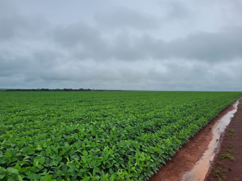 Hoje arrematada a produtores rurais, a Fazenda Santa Emília é uma grande propriedade de produção de soja — Foto: Divulgação