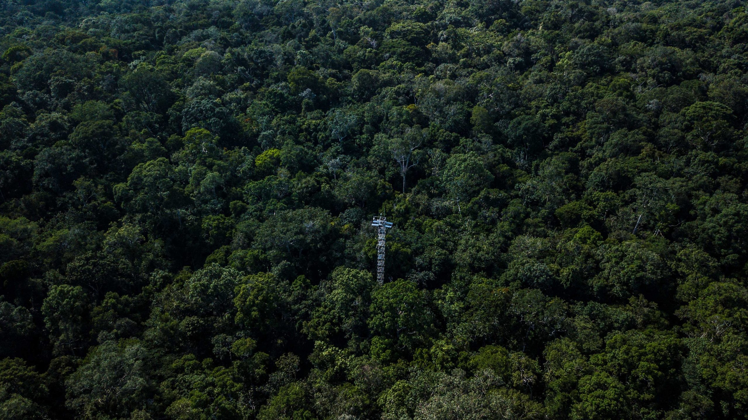 Escritórios locais do Projeto Floresta+ Amazônia reforçam apoio a ações de  combate ao desmatamento