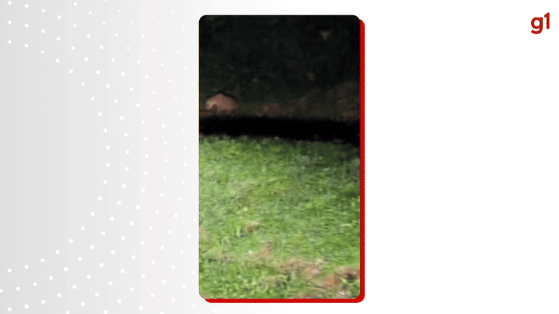 Onça-pintada é vista caçando veado em rodovia do parque das Cataratas do Iguaçu: ‘Raríssimo’, diz especialista