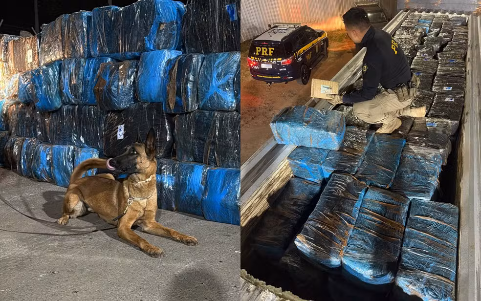 Cães farejadores da PRF-DF ajudaram a encontrar carga com 3,7 toneladas de skunk, escondida entre telhas — Foto: Divulgação/PRF-DF