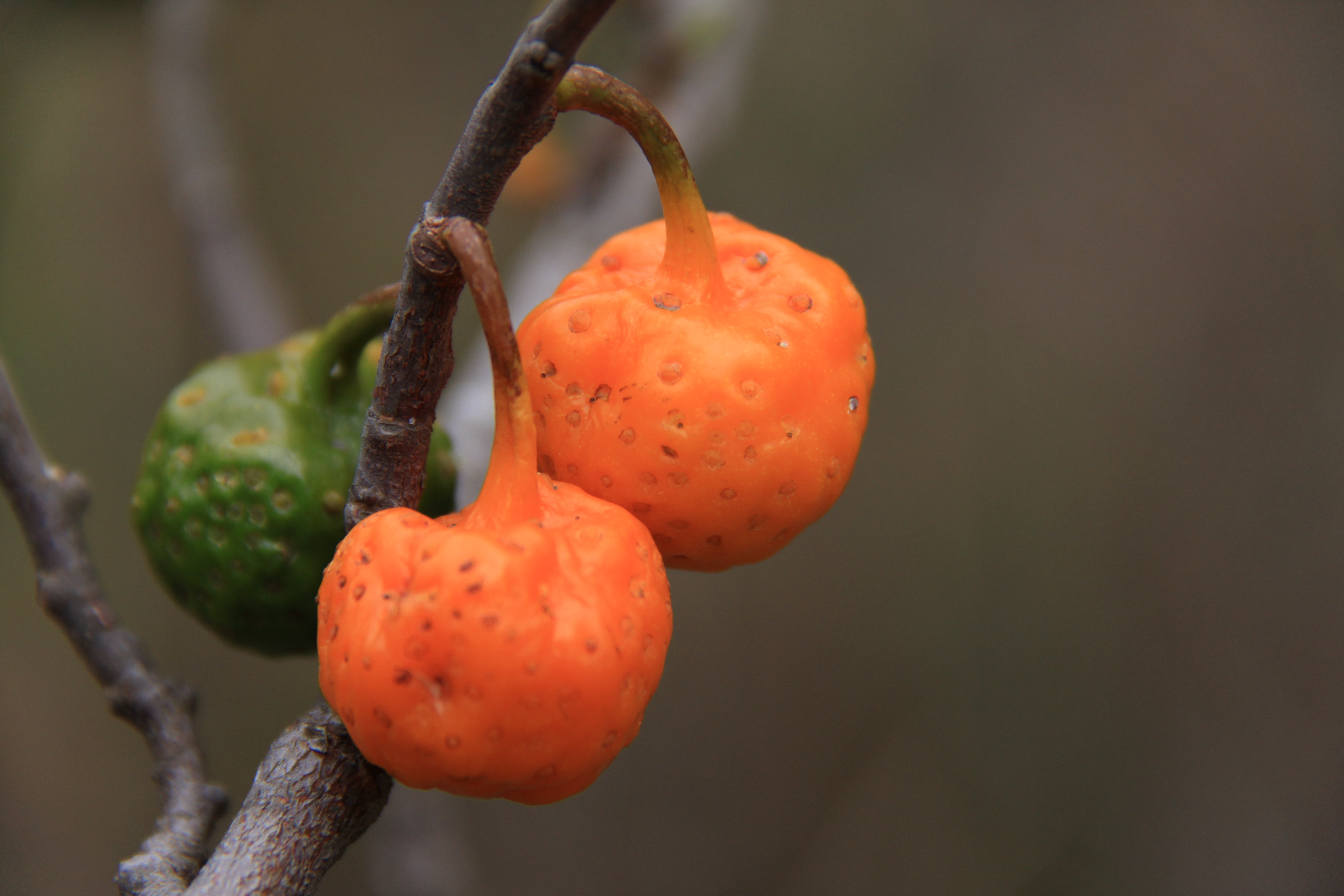 Mama-cadela, a poderosa fruta do Cerrado que pode ser mascada como chiclete