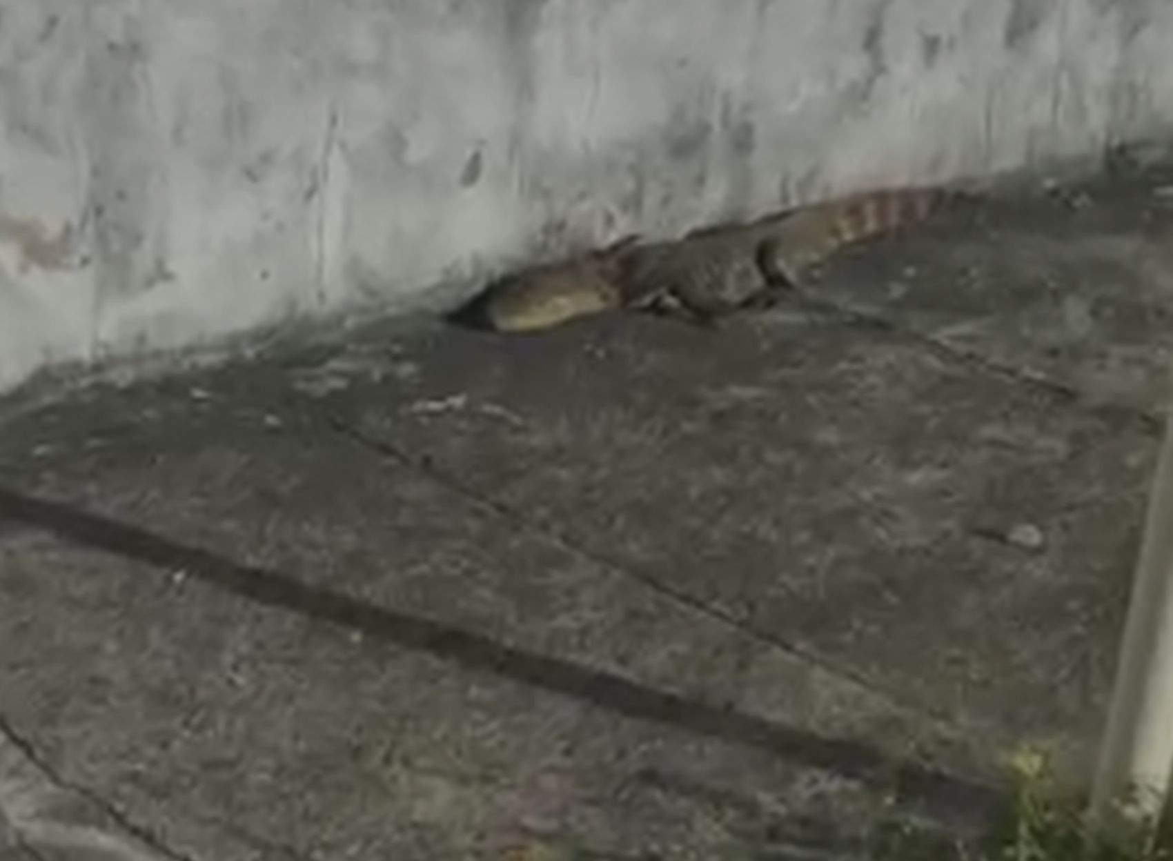 Jacaré é capturado na Zona Sul de Aracaju