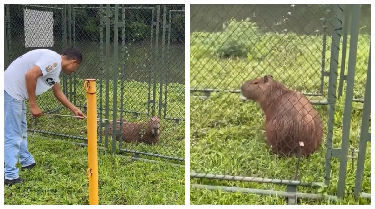 Capivara com fita plástica no corpo é resgatada perto do Rio Pinheiros