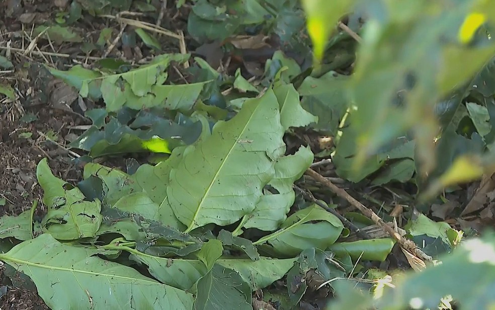 Chuva de granizo atinge 60% das lavouras de café em Monte Santo de Minas, MG — Foto: Reprodução / EPTV