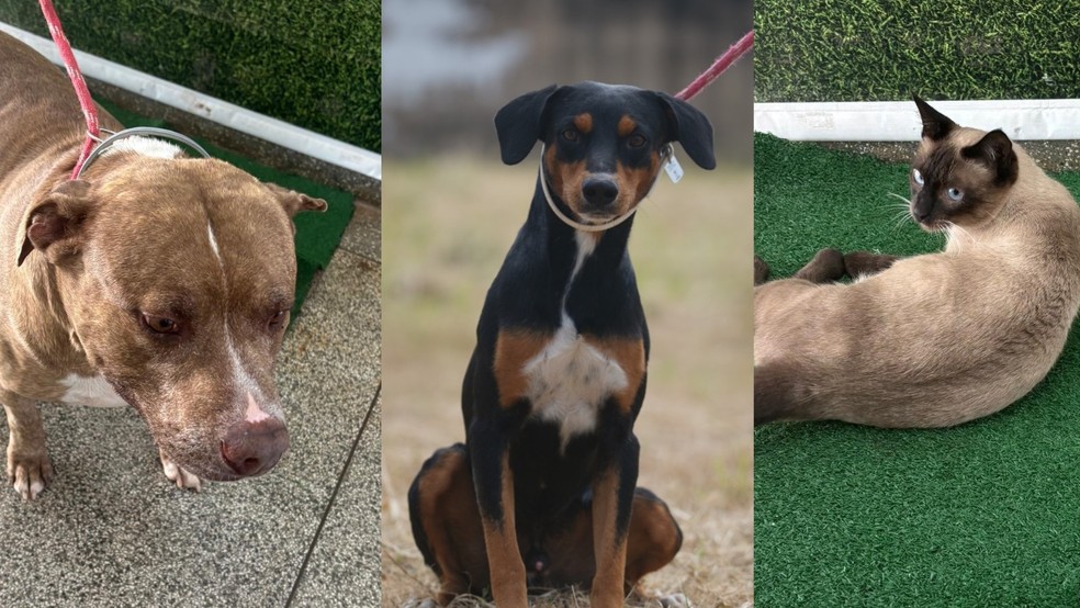 9 de 9
Animais dispon&iacute;veis para ado&ccedil;&atilde;o em Ara&ccedil;atuba (SP) &mdash; Foto: Prefeitura de Ara&ccedil;atuba/Divulga&ccedil;&atilde;o