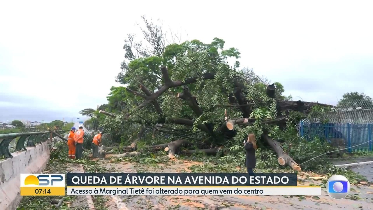 Queda de árvore bloqueia trecho da Avenida do Estado no acesso à Marginal Tietê