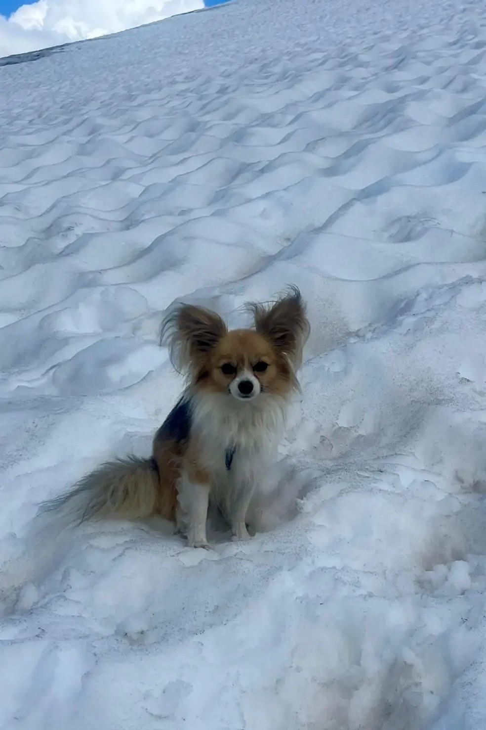Quando o helicóptero pousou, o vento das hélices arremessou Filip para trás — Foto: Air Zermatt/BBC