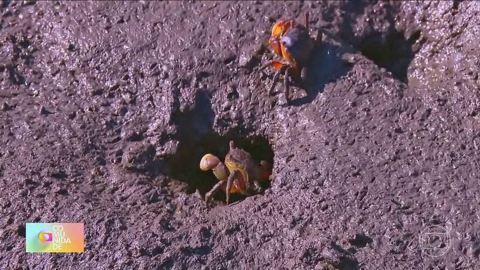Caranguejos voltam a ocupar a lama do mangue — Foto: Reprodução/TV Globo