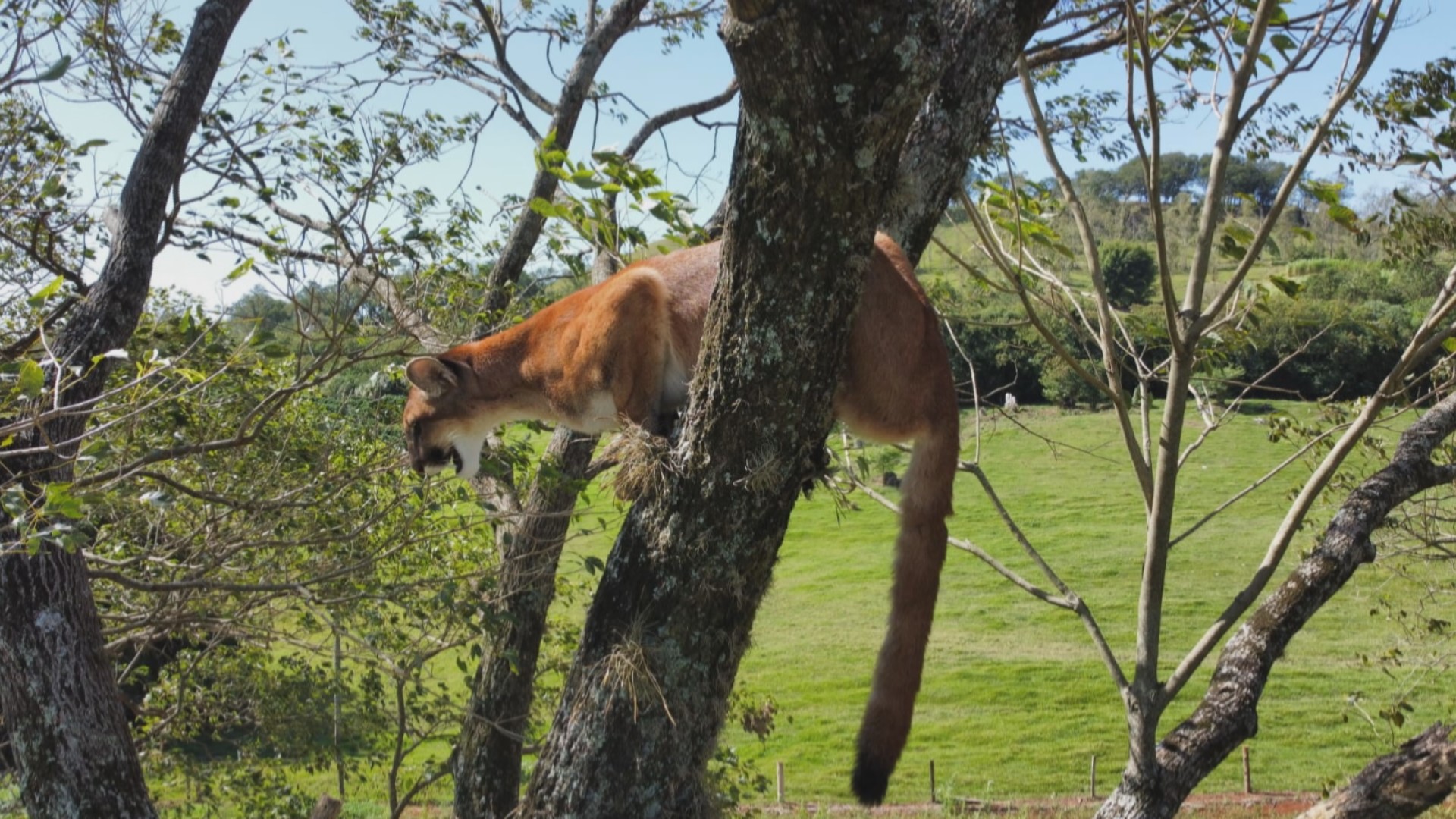 VÍDEO: Onça-parda é flagrada em cima de árvore em Apucarana 