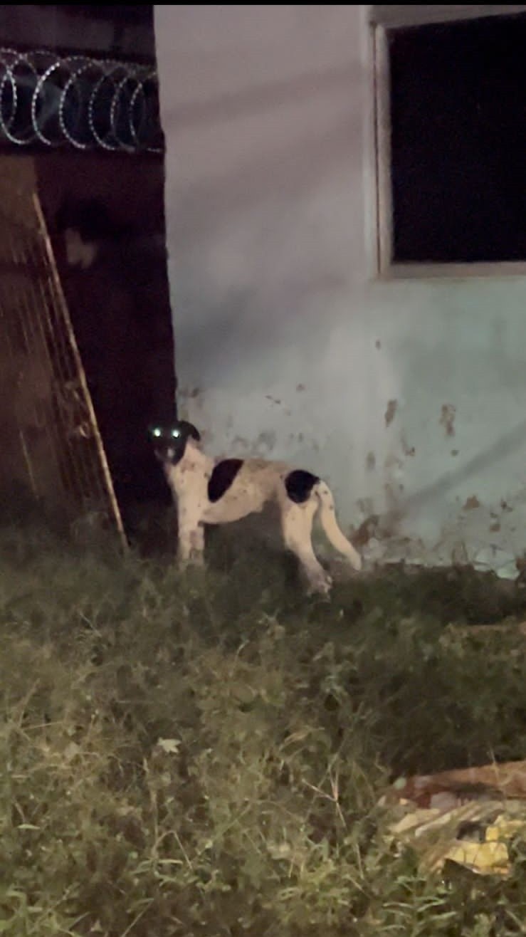 Cães são deixados em casa após mudança de tutores e vizinhos denunciam abandono em Rio Branco