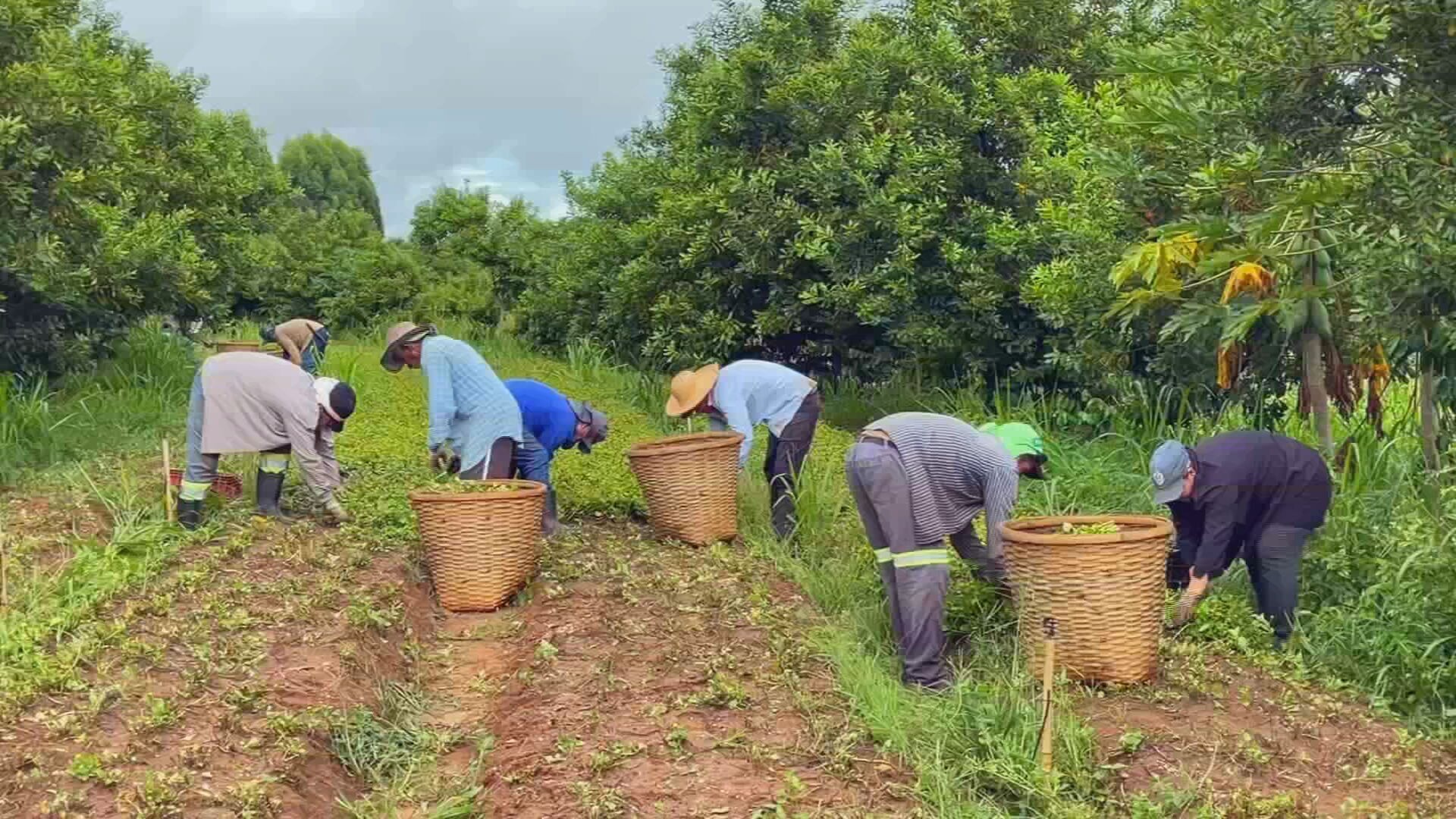 Produtores do interior de SP aumentam renda com consórcio de culturas  