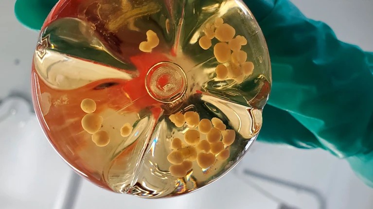 Organoides em miniatura criam vasos sanguíneos em laboratório