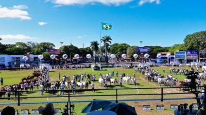 90ª ExpoZebu já tem seus Grandes Campeões e Campeãs