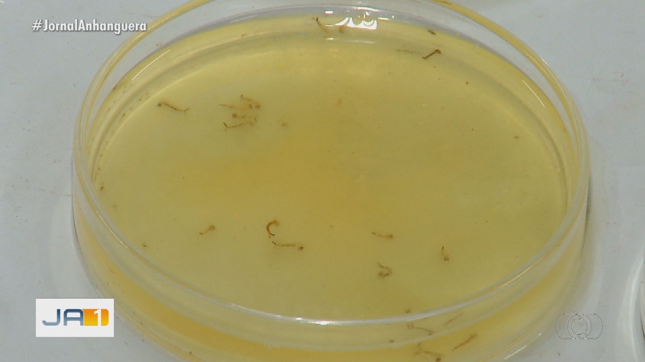 Estudantes goianos criam produto natural que acaba com as larvas do mosquito da dengue 