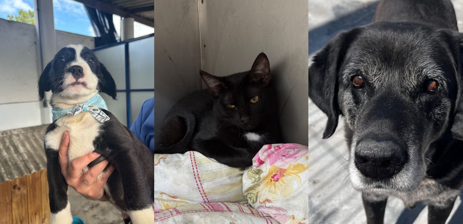 Quer adotar um pet? Feira em Florianópolis acontece neste final de semana 