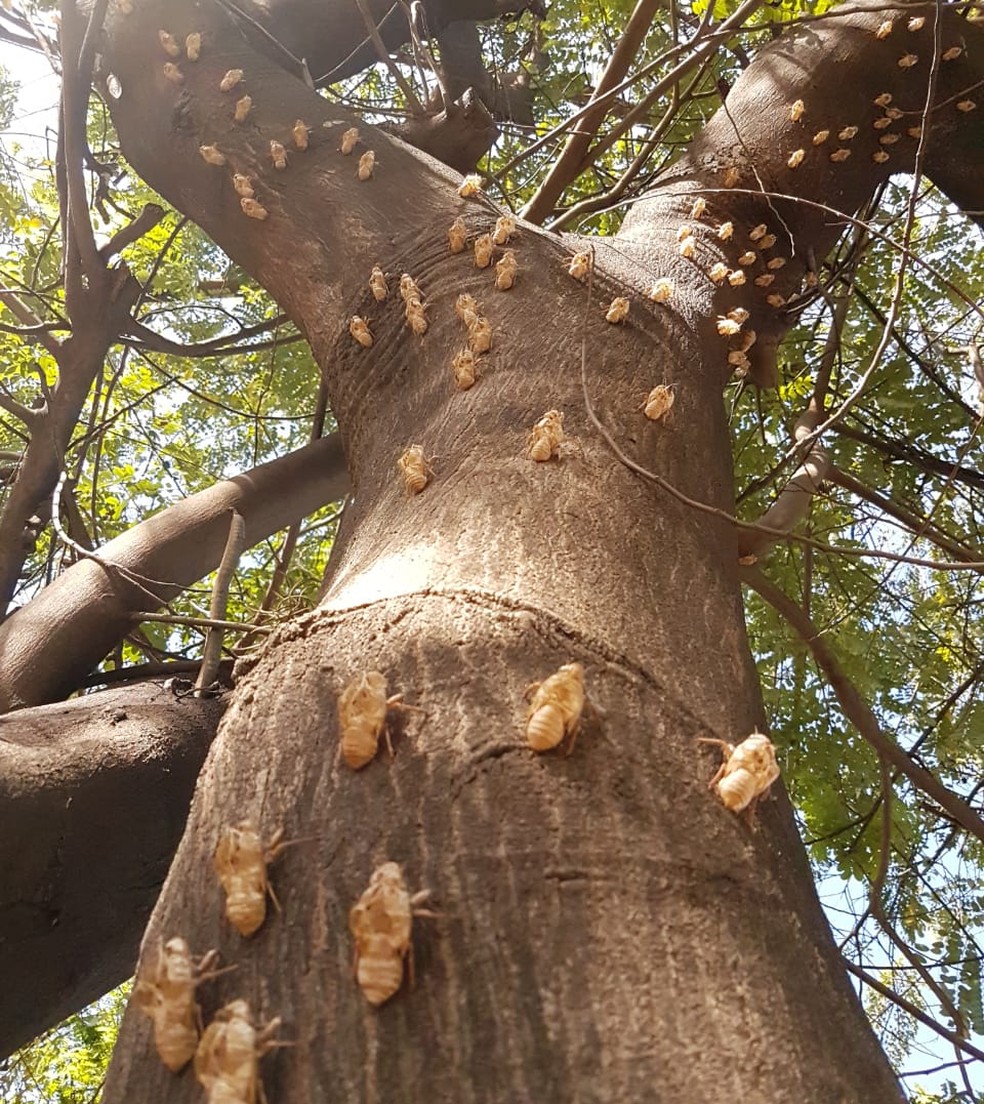 Diversas cigarras se prendem às arvores durante a Primavera — Foto: Maurício Brotto/Acervo Pessoal