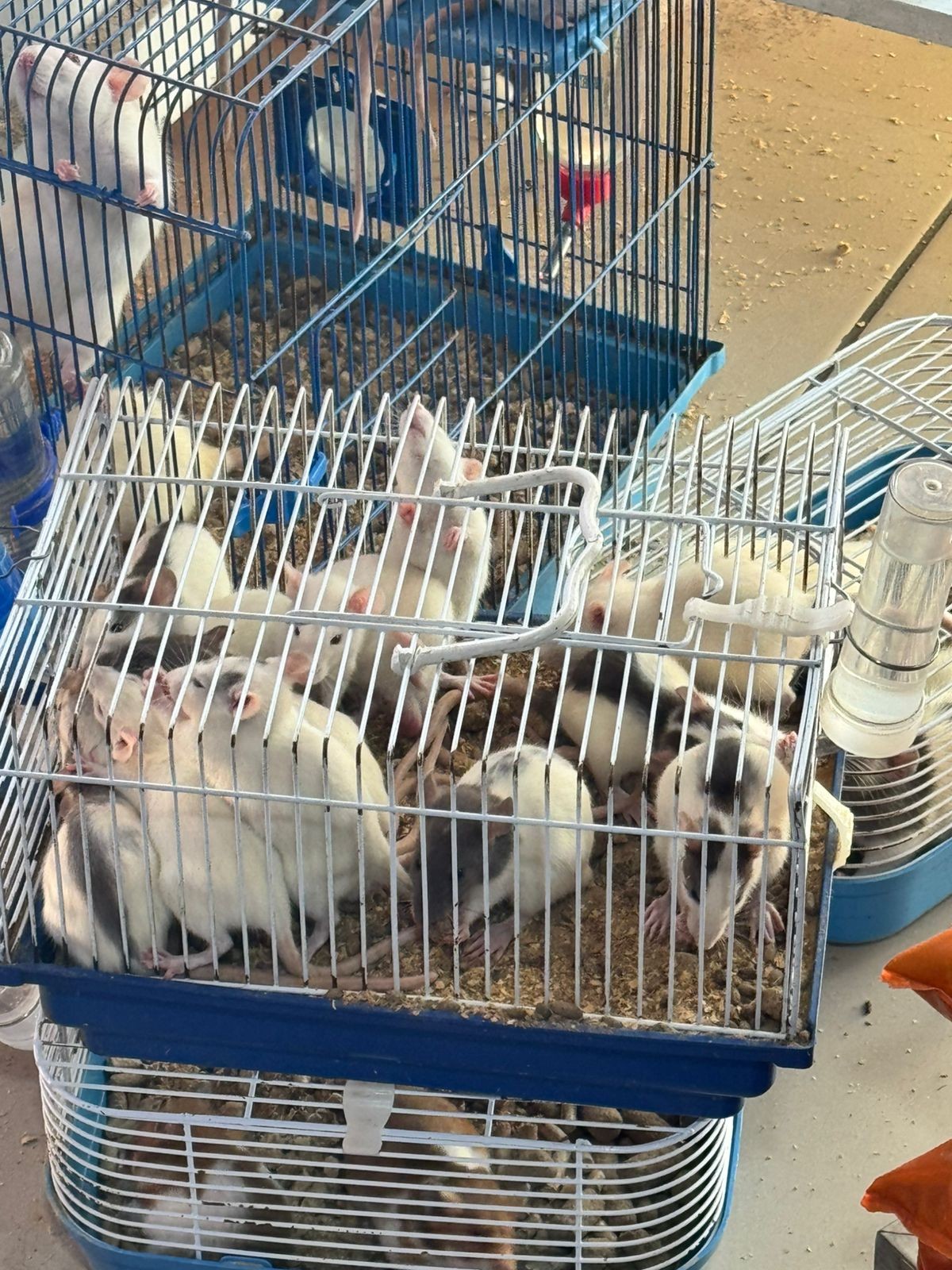 26 animais são apreendidos em denúncia de maus-tratos em Volta Redonda