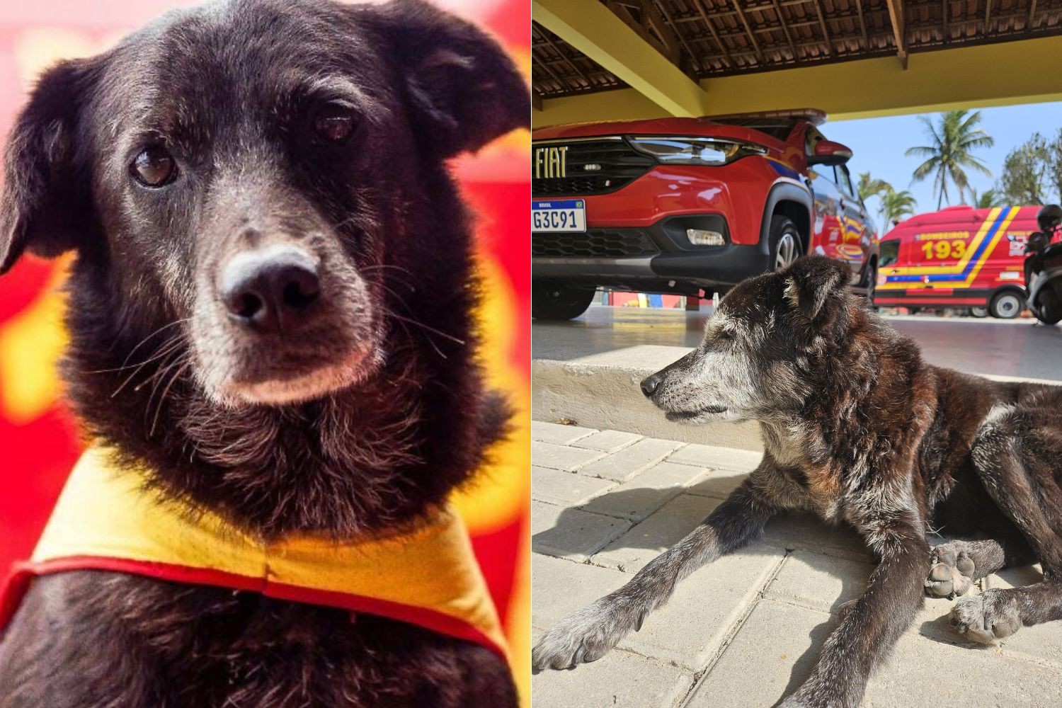 Mascote do GBMar morre e é sepultado com farda e 'honras de um guarda-vidas' no litoral de SP