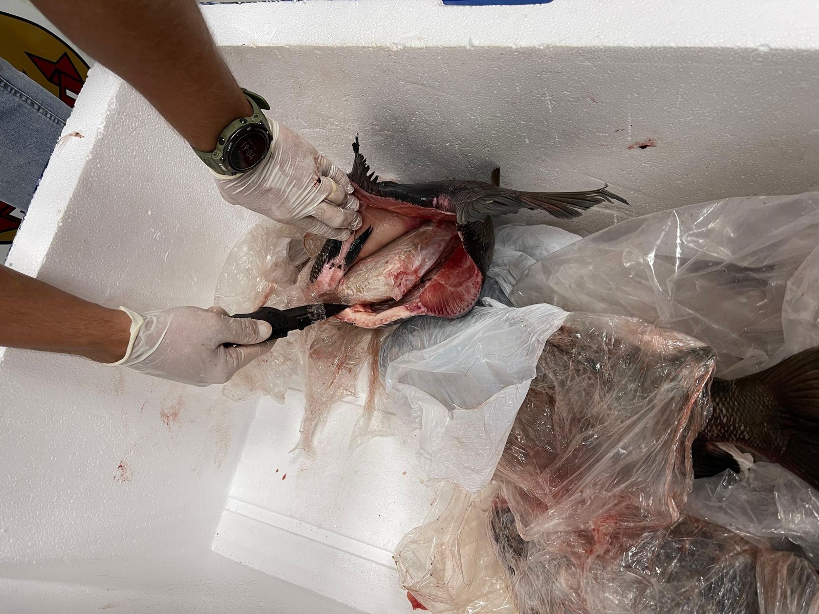 Mulher é presa ao desembarcar em Viracopos com 5,6 kg de skunk dentro de peixes congelados 