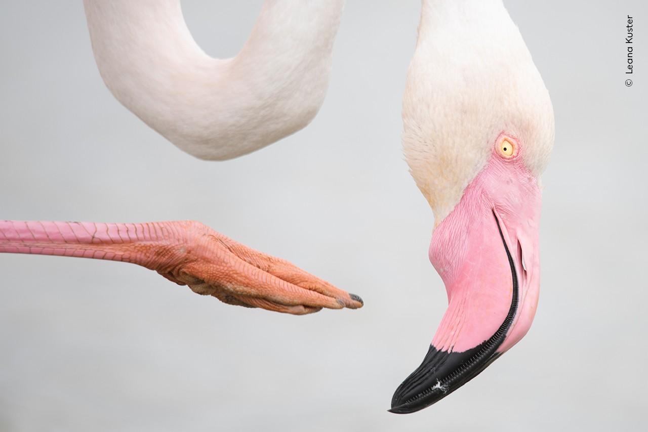 Flamingo em equilíbrio, lobos no Ártico e pinguins em paredão de gelo: veja fotos finalistas de concurso da vida selvagem
