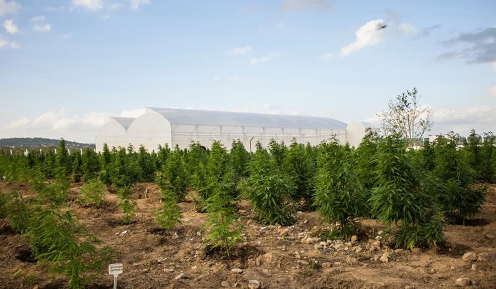 Área de cultivo da Cannabis sativa produzida pela Abrace, em Campina Grande — Foto: Divulgação/Abrace