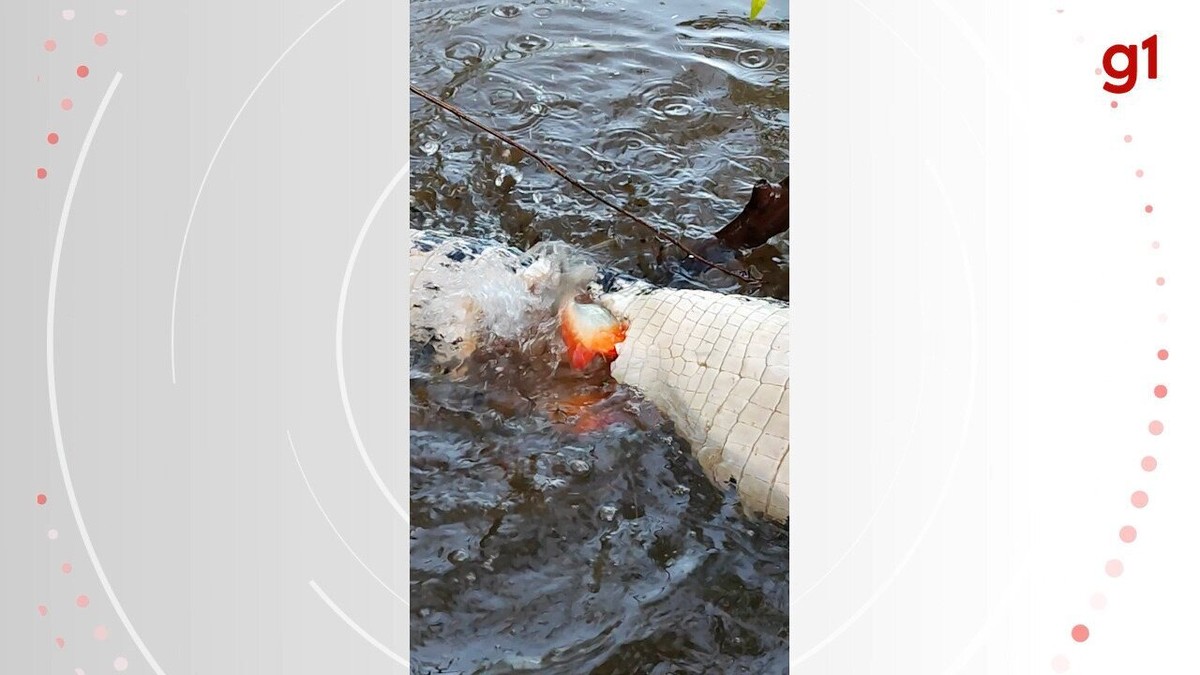 Pescadores flagram piranhas devorando jacaré em rio, e vídeo impressionante  viraliza nas redes sociais | Tocantins | G1