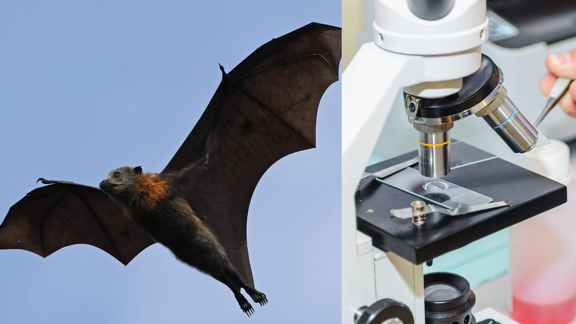 Morcego raposa-voadora e mais: os hospedeiros do vírus Nipah e os riscos