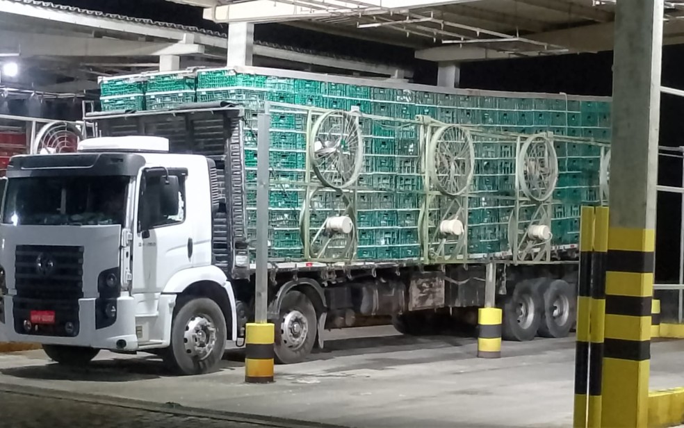 Animais estavam sendo transportados do estado de Minas Gerais — Foto: Polícia Rodoviária Federal