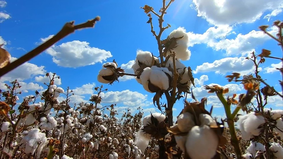 É tempo de colher algodão no Sudoeste de SP — Foto: Reprodução/TV TEM