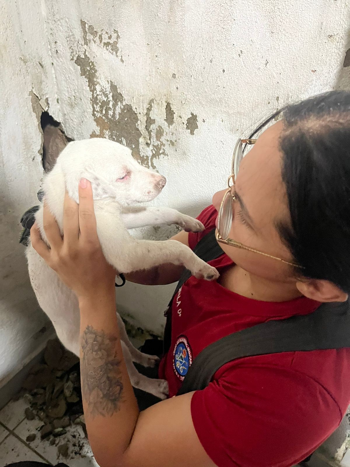 VÍDEO: Filhote de cachorro é resgatado pelos bombeiros após ficar preso entre paredes de casa em Manaus
