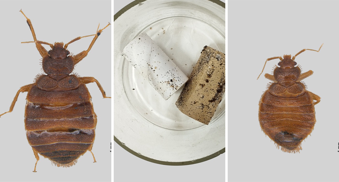 Percevejo-de-cama que se alimenta de sangue é encontrado pela 1ª vez no sul do Brasil, diz Unesp