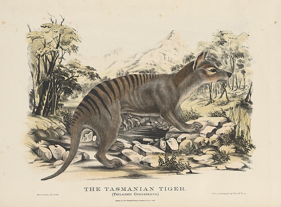 Ilustração de um lobo-da-tasmânia, espécie de marsupial nativo da Austrália e Nova Guiné. — Foto: Wikemedia/Domínio Público