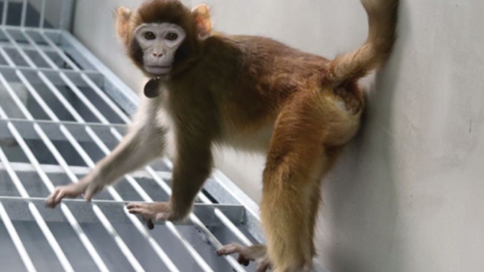 Seria ReTro o pioneiro em uma nova geração de macacos clonados para experimentação científica? — Foto: Zhaodi Liao, Nature (BBC)