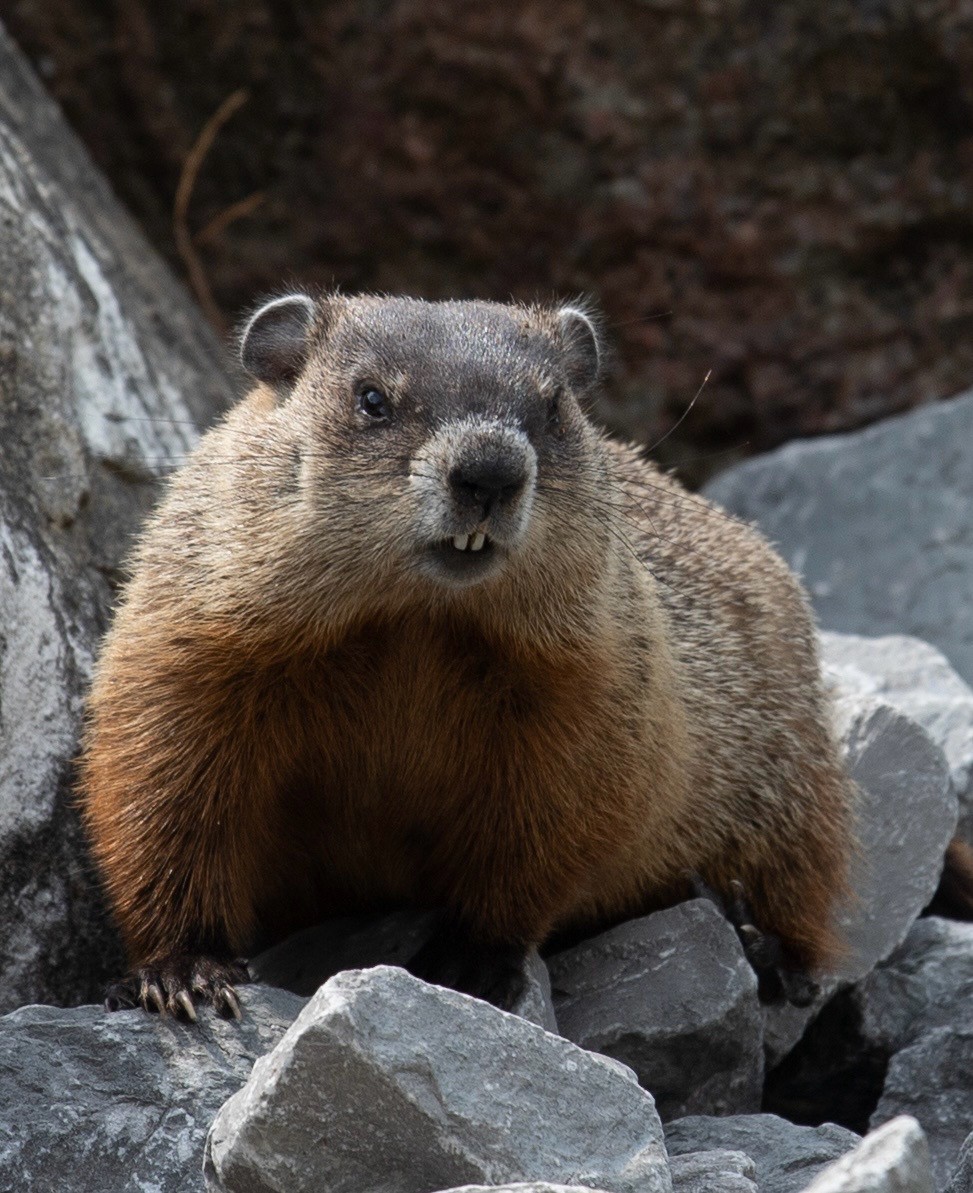 Maior espécie de esquilo do mundo, marmota é conhecida por 'gritos' que viraram meme na internet