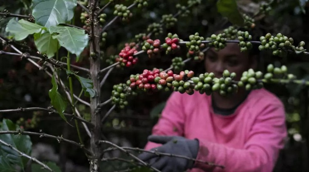 Trabalhadora rural Hellen Vitoria colhe grãos de café em uma plantação em Porciúncula, no estado do Rio de Janeiro, Brasil, em 17 de julho de 2025. — Foto: AP - Bruna Prado