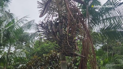 1º bloco: Vale do Juruá vive período da safra do açaí, mas produção enfrenta desafios
