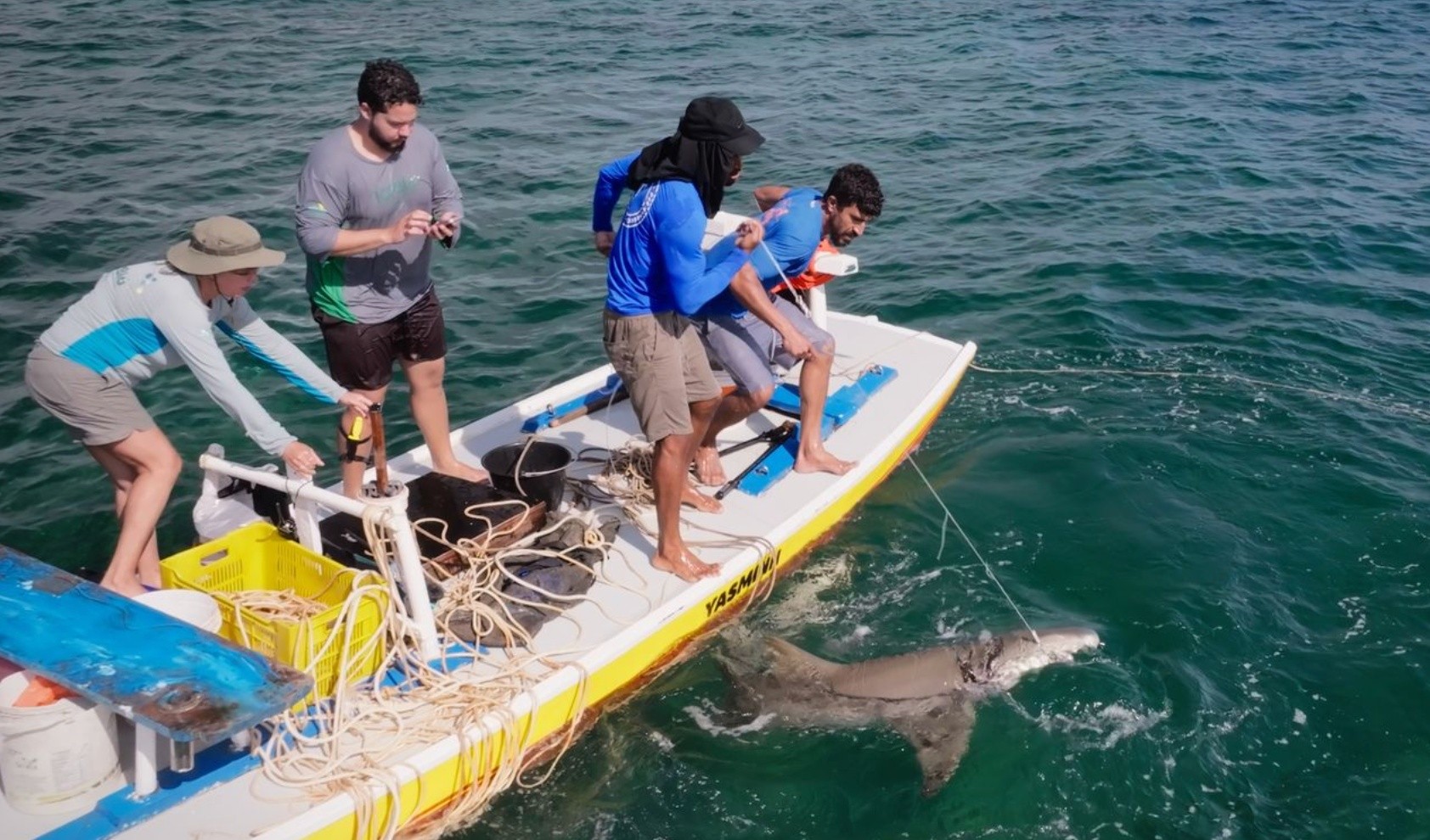 
Força-tarefa retira fita plástica presa em tubarão em Fernando de Noronha; VÍDEO