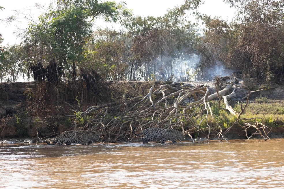 Onças fogem de incêndio no Parque Estadual Encontro das águas — Foto: Victor Lucas Moreno de Paula