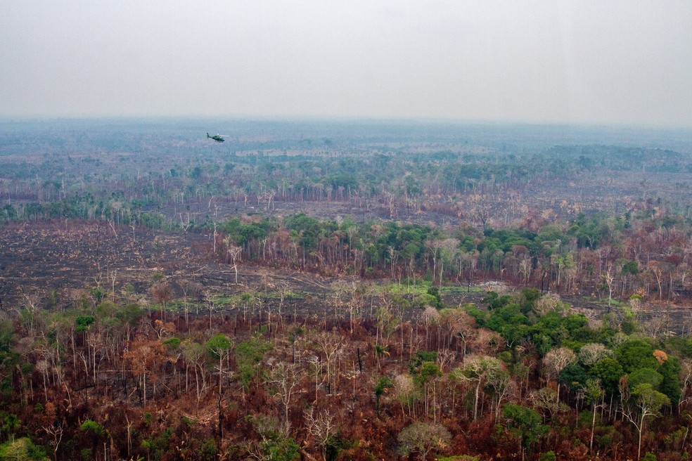 4 de 5
Imagens mostram &aacute;rea de vegeta&ccedil;&atilde;o ap&oacute;s queimada &mdash; Foto: Divulga&ccedil;&atilde;o/Ibama