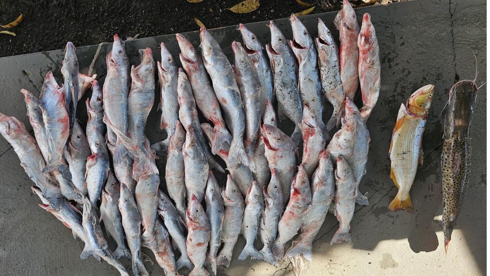 Ao todo foram aprendidos mais de 40 quilos da espécie pirá, ameaçada de extinção — Foto: Grupo Especializado em Policiamento Ambiental/Divulgação