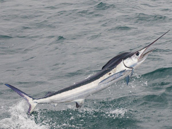 Diferenca Entre Marlin E Peixe Espada Blue Marlin Front Profile O