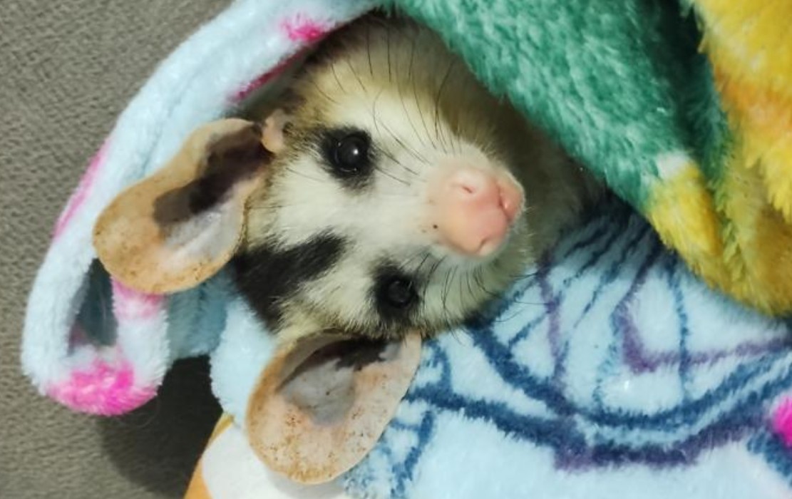 Sem centro de reabilitação próximo, moradores de Sorocaba arcam com resgates de animais silvestres