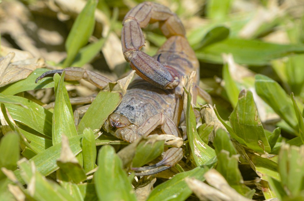 O escorpião-amarelo, o Tityus serrulatus, é considerado o mais perigoso do Brasil — Foto: Instituto Vital Brazil