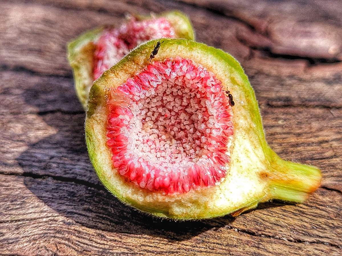Figo não é fruta e 'come' vespa; entenda | Agronegócios | G1
