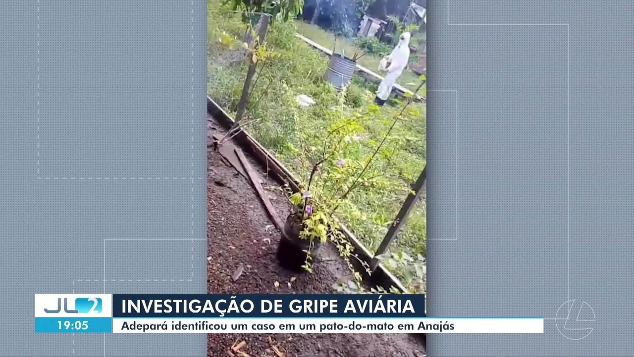 Gripe aviária: Adepará confirma caso em pequena propriedade em Anajás, no Marajó, e sacrifica aves 