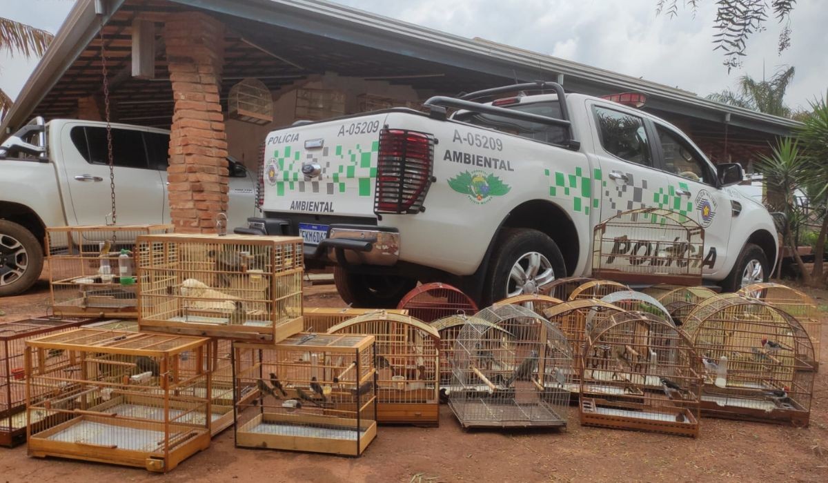 Polícia Ambiental resgata 46 aves silvestres em Hortolândia, uma delas ameaçada de extinção